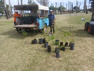 Reforestación comunitaria